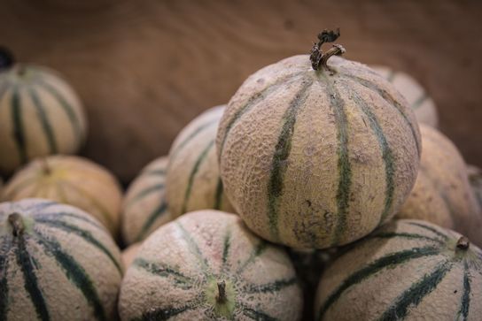 melon Maroc