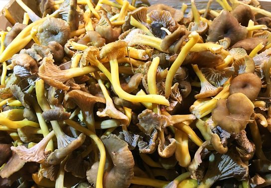 Chanterelles