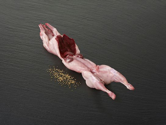 Lapin
