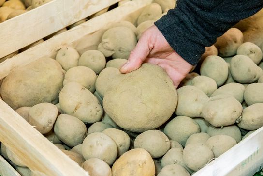 Pomme de terre Binje