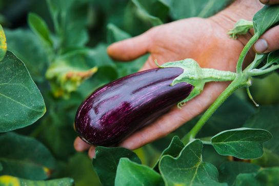 Aubergine graffiti