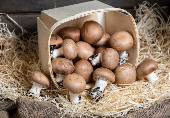 Champignon de Paris bruns