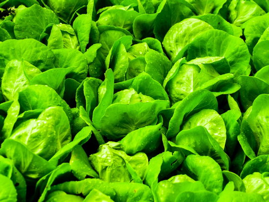 Salade romaine