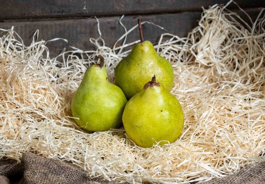 Poire guyot