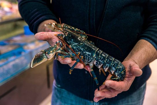 Homard Bleu Vivant