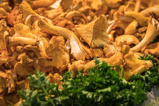 Girolles