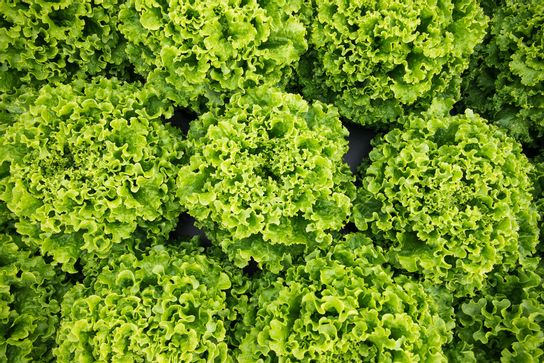 Salade - Batavia/Feuille de chêne verte