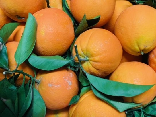 Orange de Sicile Bio