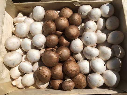 Champignons 250g