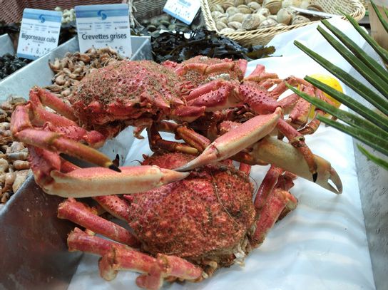 Araignée de mer cuite (P)