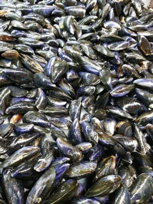 Moules de bouchot