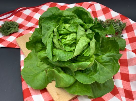Salade laitue