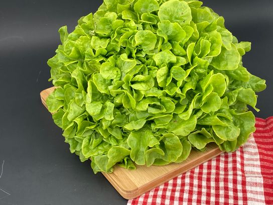 Feuille de chêne verte