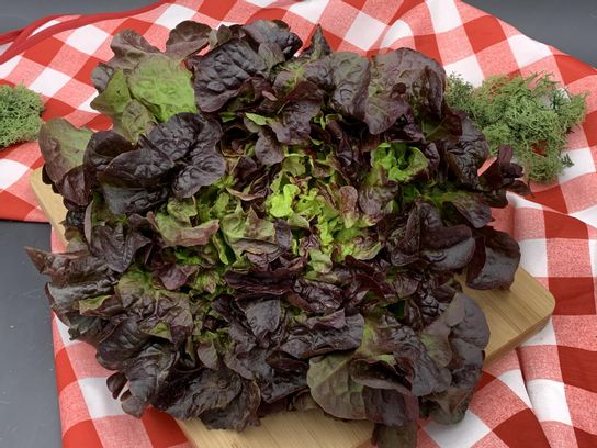 Feuille de chêne rouge