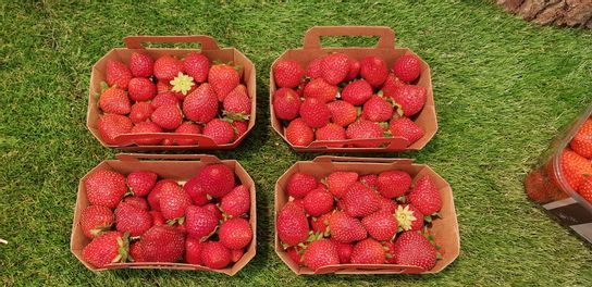 Fraise Belge