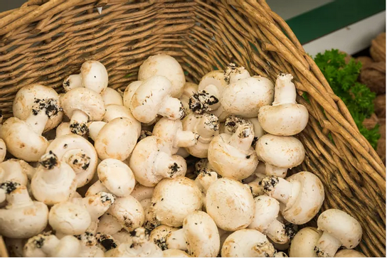 Champignons gros a farcir