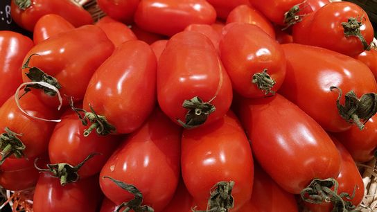 Tomate allongée San Marzano