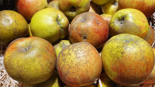 Pomme Drap d'or