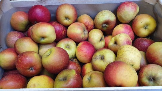 Pomme Bio "Davinette"