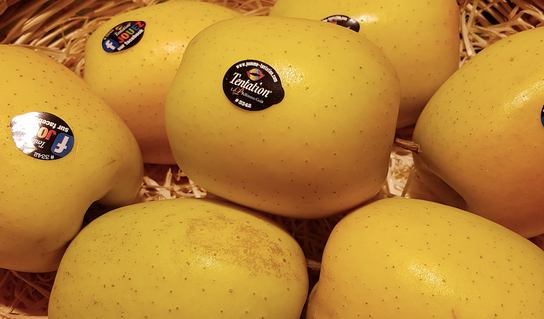 Pomme Tentation