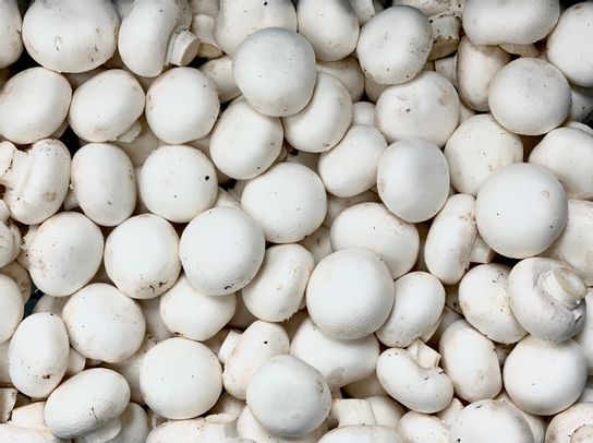 Champignons de Paris blanc