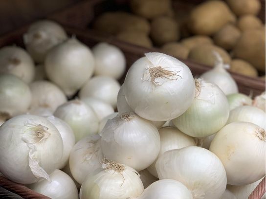 Oignon Blanc