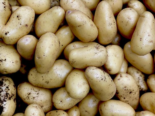 Pomme de terre Charlotte