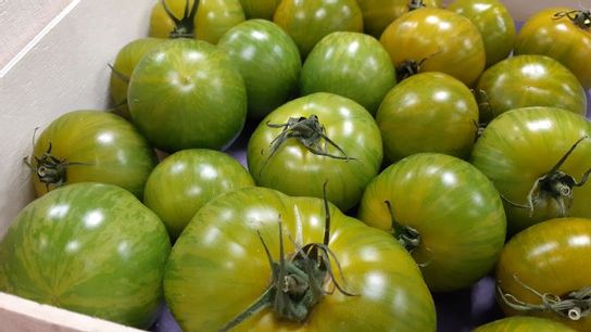 Tomate ronde Green Zebra