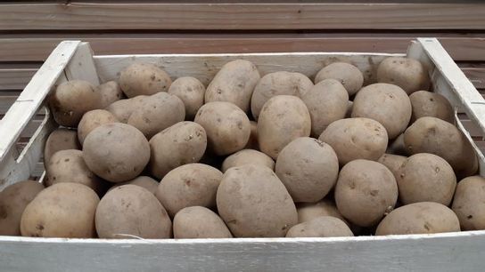 Pomme de terre Mona-Lisa