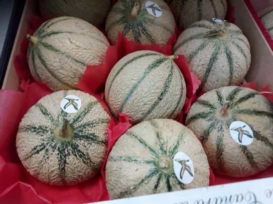 Melon  875-1250gr