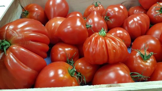 Tomate cotelée Aumonière