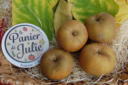 Pomme Reinette du Vigan bio