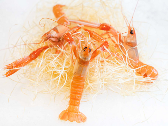 Langoustine vivante 4/8