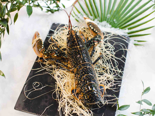 Homard breton vivant