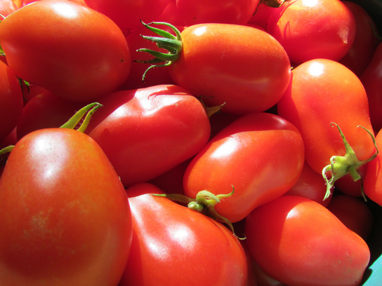 Tomates Andine cornue