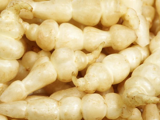 Crosnes