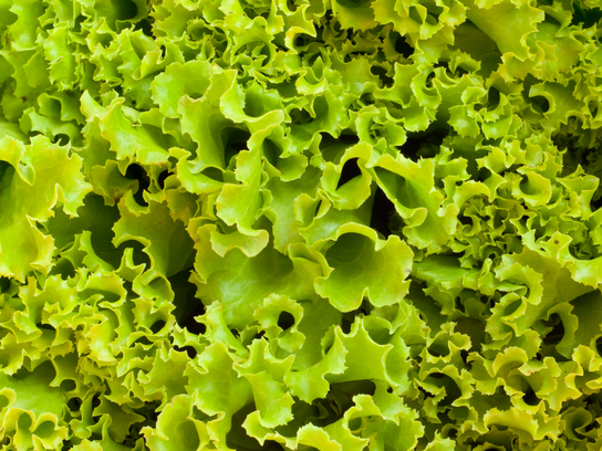 Frisée verte
