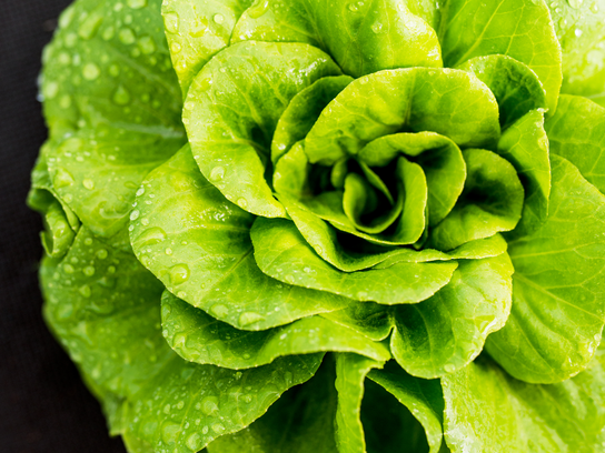 Laitue romaine