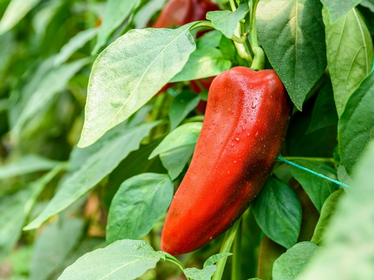 Poivrons Corne de Taureau rouges