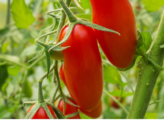 Tomates Cornue des Andes