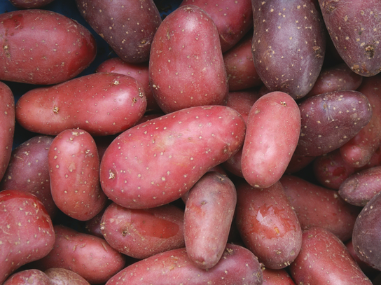 Pommes de terre rouge cheyenne