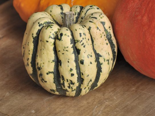 Courge Patidou