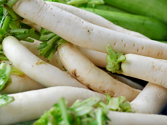Navet long- Radis blanc