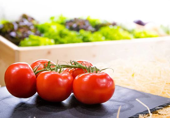 Tomates rondes de la cueillette