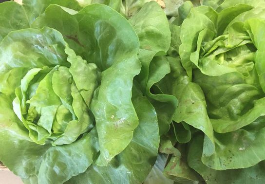 Salade de la cueillette