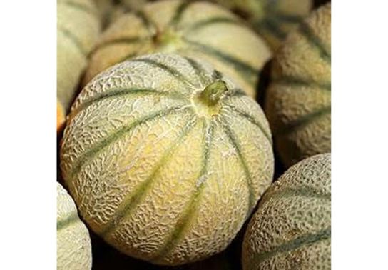 Melon - Boule de Miel