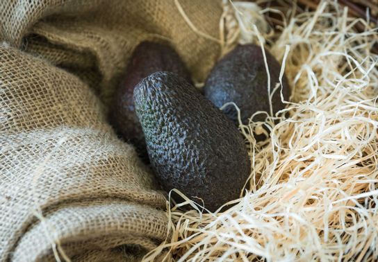 Avocat BIO