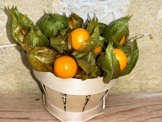 Physalis