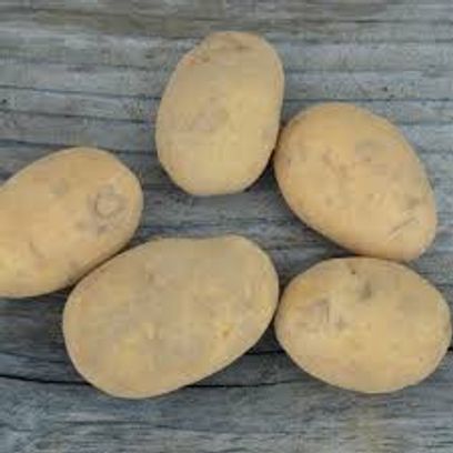 Pomme de terre charlotte