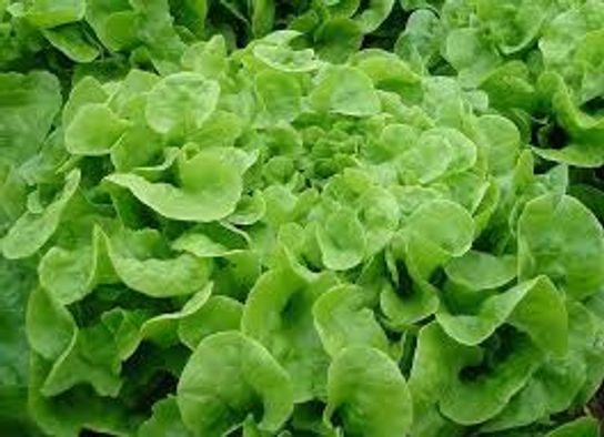 Salade feuille de chêne BIO -